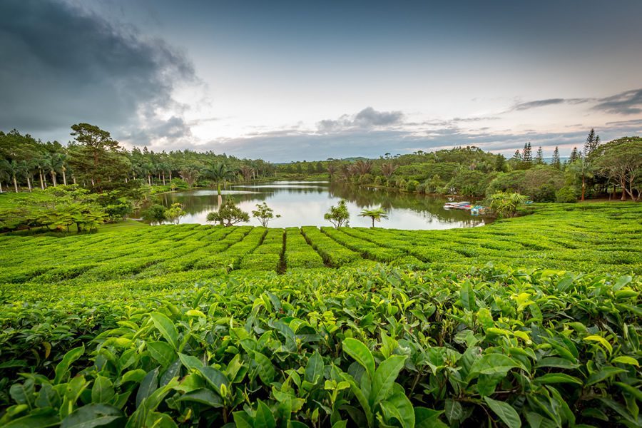 Museum and the local tea factory – Bois Cheri